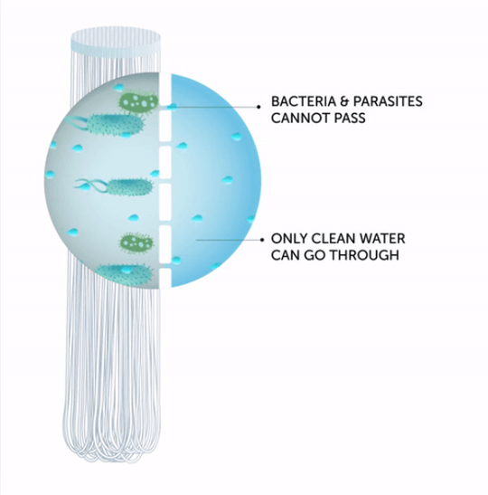 bacteria_parasites.png
