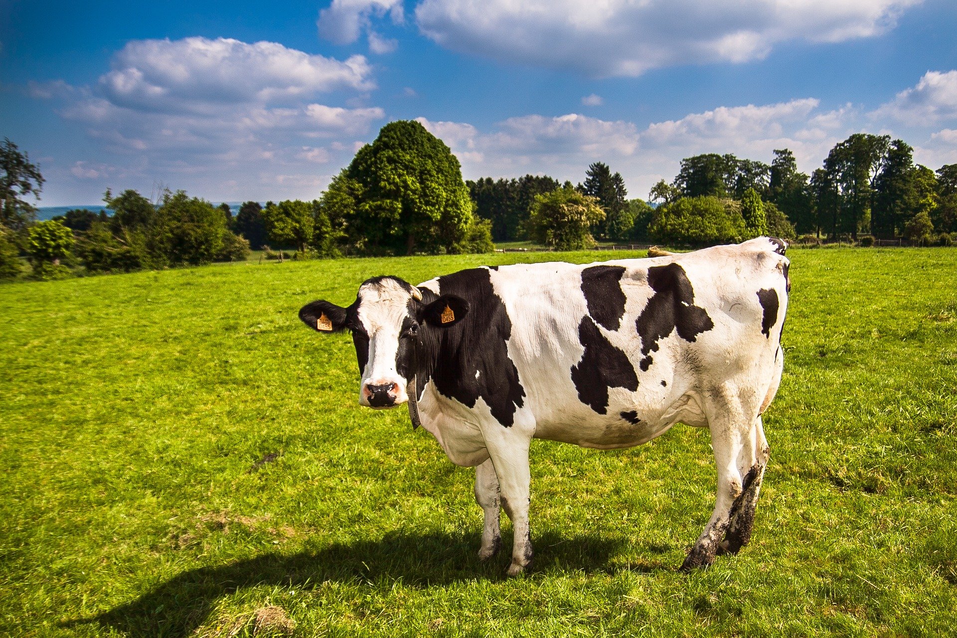 cow-g024d34c84_1920